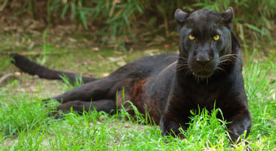 exmoor zoo