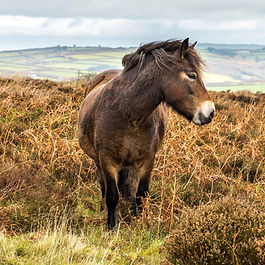 Exmoor Pony Festival